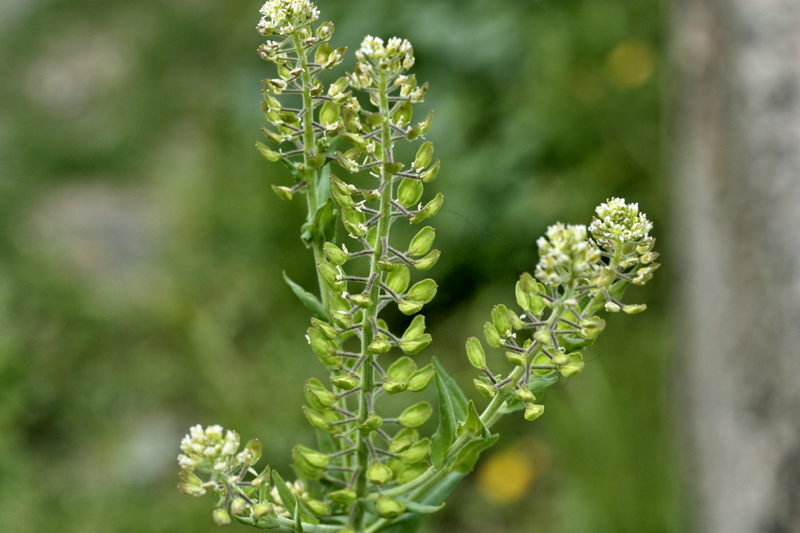 Lepidium campestre / Lepidio campestre